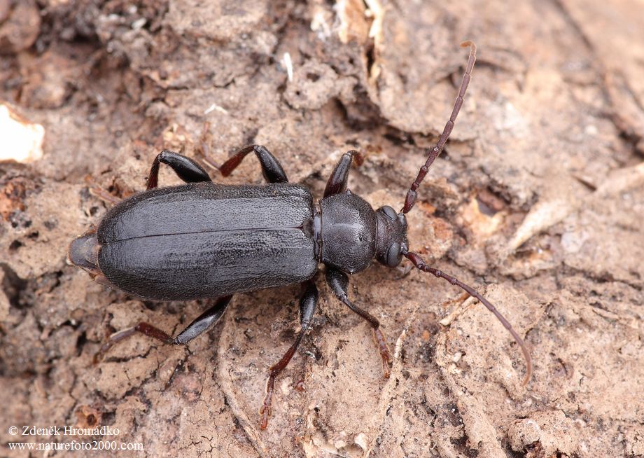 tesařík, Saphanus piceus (Laicharting, 1784), Cerambycidae (Brouci, Coleoptera)